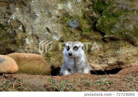 狐獴 Meerkat(Suricata suricatta)在台灣動物園。 狐獴 Meerkat(Suricata suricatta)在台灣動物園。 72729060