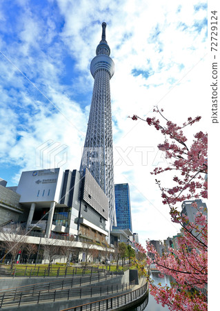 櫻花和東京天空樹 72729124