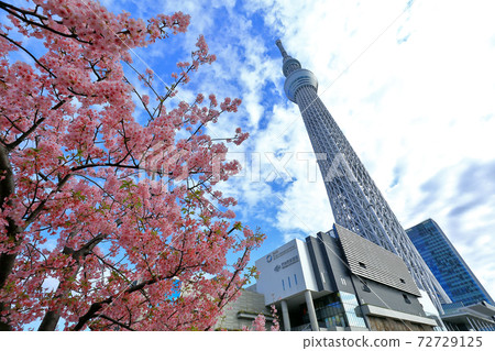櫻花和東京天空樹 櫻花和東京天空樹 72729125