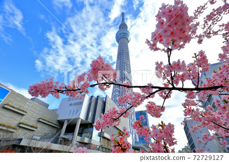 Sakura and Tokyo Sky Tree Sakura and Tokyo Sky Tree 72729127