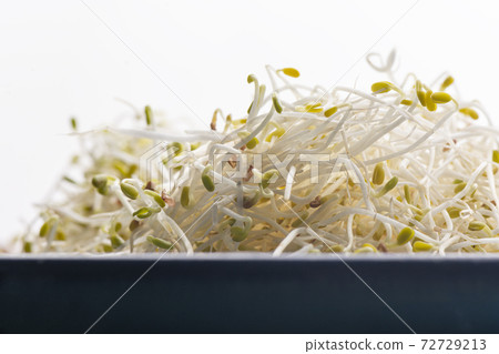Clover sprouts in blue bowl in front of white background 72729213