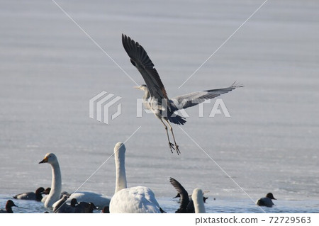 Gray heron about to descend into a frozen pond 72729563