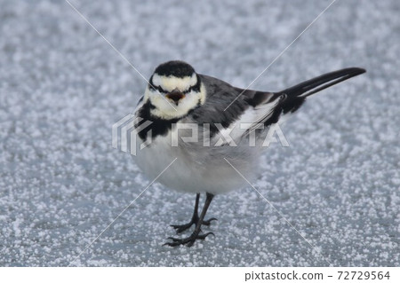 Hakusekirei descends into a frozen pond, opens his mouth and glares Hakusekirei descends into a frozen pond, opens his mouth and glares 72729564