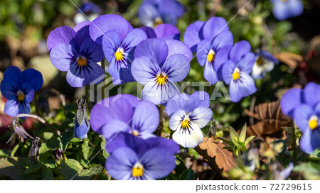 Purple pansy 72729615