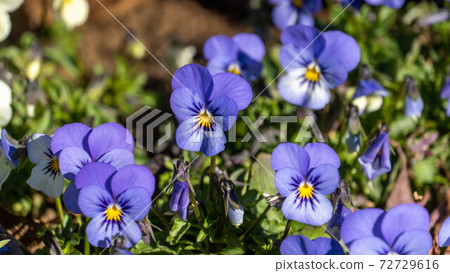 Purple pansy Purple pansy 72729616