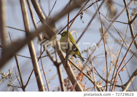 White-eye 72729628