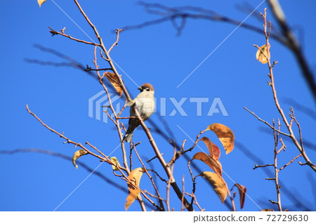 Sparrow 72729630