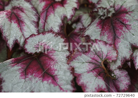 December Chofu 766 Various leaves of rhizome begonia (Rex begonia), Begoniaceae, Jindai Botanical Garden December Chofu 766 Various leaves of rhizome begonia (Rex begonia), Begoniaceae, Jindai Botanical Garden 72729640