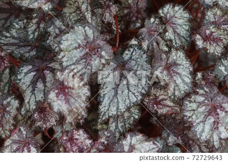 December Chofu 764 Various leaves of rhizome begonia (Rex begonia), Begoniaceae, Jindai Botanical Garden 72729643