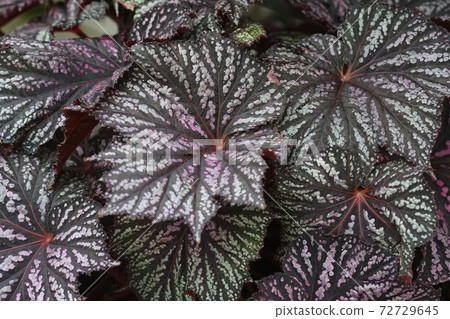 December Chofu 761 Various leaves of rhizome begonia (Rex begonia), Begoniaceae, Jindai Botanical Garden 72729645