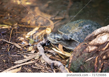 Turtle Coming Out Of The Water 72729866