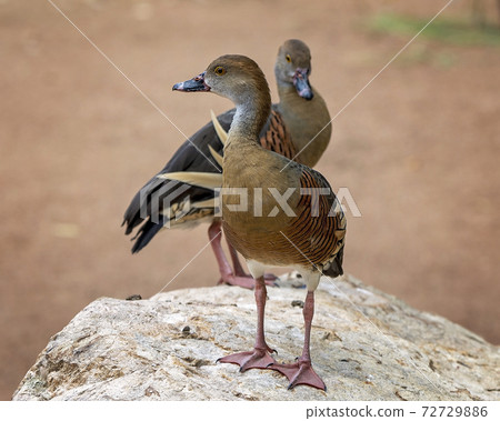 Two Ducks On a Rock 72729886