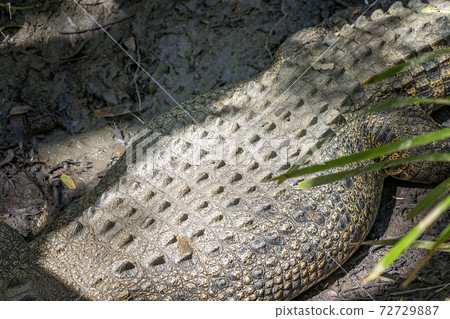 The Back Of An Australian Crocodile The Back Of An Australian Crocodile 72729887