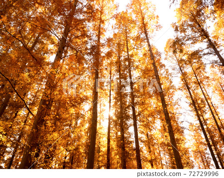 Yellow leaves of Metasequoia in Mizumoto Park, Tokyo 72729996