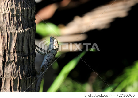 The chameleon The chameleon 72730369