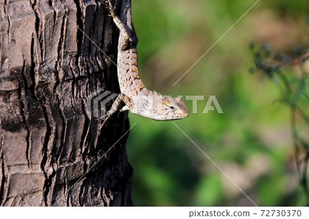 The chameleon 4 The chameleon 4 72730370