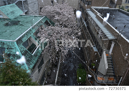 市中心降雪異常，櫻花盛開 72730371