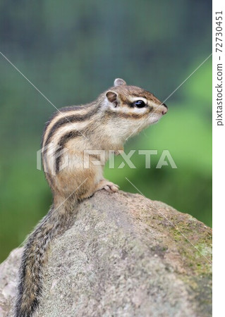 Chipmunk 72730451