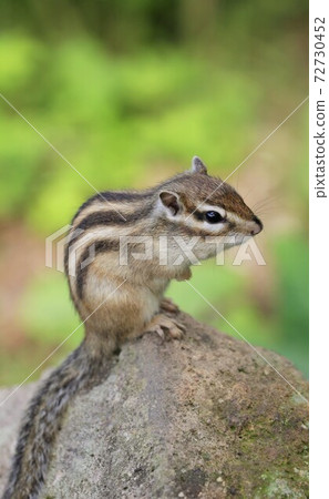 Chipmunk 72730452