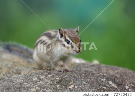 Chipmunk Chipmunk 72730453