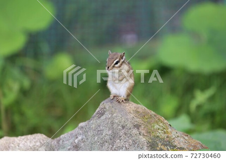 Chipmunk Chipmunk 72730460