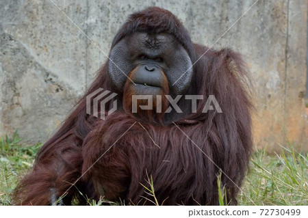 Orangutan (Pongo) in the Taiwan Zoo. 72730499