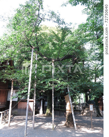 Specimen tree of cherry blossoms at Yasukuni Shrine Specimen tree of cherry blossoms at Yasukuni Shrine 72730640