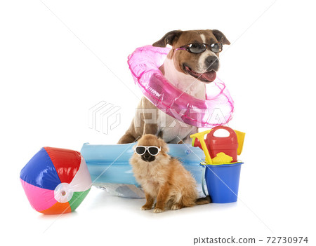 american staffordshire terrier and chihuahua american staffordshire terrier and chihuahua 72730974