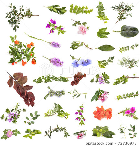 leaf and flowers leaf and flowers 72730975