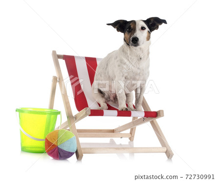jack russel terrier jack russel terrier 72730991