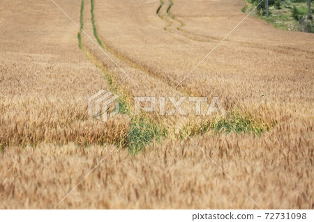 Wheat field Wheat field 72731098