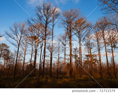 Leafles pine tree in winter forest. Thailand Phu Kradueng mountain winter season landscape 72731574