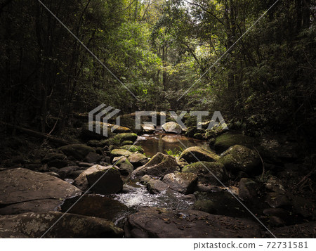 lush green tree and water stream in deep tropical forest 72731581