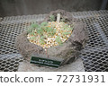 Rebun grass 72731931