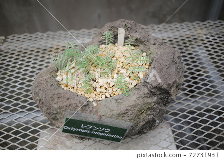 禮文草 禮文草 72731931