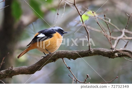 Male of Giubitaki Male of Giubitaki 72732349