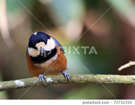 Yamagara stopping on branches of tree Yamagara stopping on branches of tree 72732350