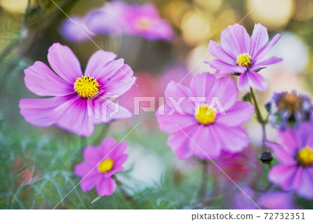 Blooming cosmos Blooming cosmos 72732351