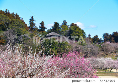 Ume Mito Kairakuen Park 72732505