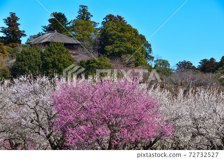 Ume Mito Kairakuen Park 72732527