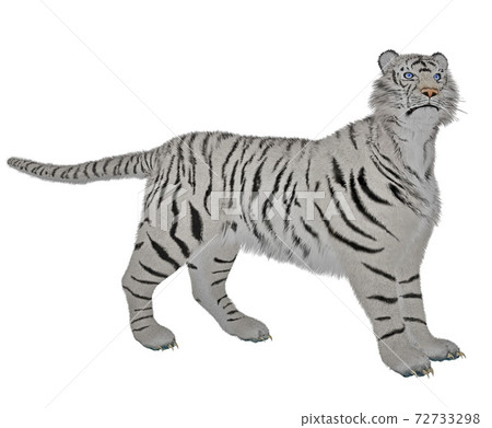White tiger in alert - 3D render White tiger in alert - 3D render 72733298