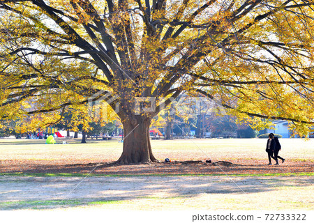 Autumnal zelkova tree standing in the center of the park 72733322