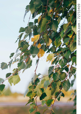 Green leaves on a birch branch close up 72733409