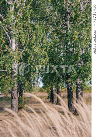 Several birch trees growing in a row in the summer Several birch trees growing in a row in the summer 72733410
