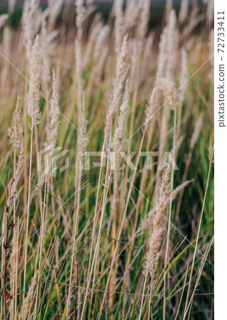 Field grass close-up on a sunny day 72733411