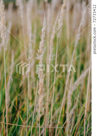 Field grass close-up on a sunny day Field grass close-up on a sunny day 72733412