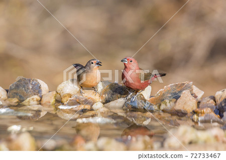 Jameson Firefinch in Kruger National park, South Africa Jameson Firefinch in Kruger National park, South Africa 72733467