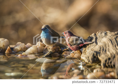 Jameson Firefinch and Blue breasted Cordonbleu in Kruger National park, South Africa Jameson Firefinch and Blue breasted Cordonbleu in Kruger National park, South Africa 72733471