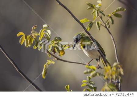 Yellow breasted Apalis in Kruger National park, South Africa 72733474