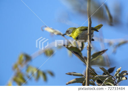 Yellow breasted Apalis in Kruger National park, South Africa Yellow breasted Apalis in Kruger National park, South Africa 72733484